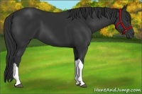 Horse Color:Liver Chestnut Frame 