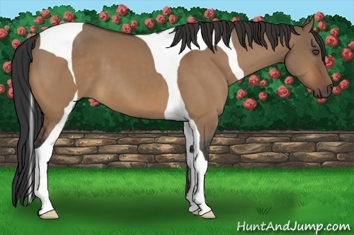 Horse Color:Bay Dun Tobiano 