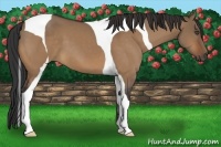 Horse Color:Bay Dun Tobiano 