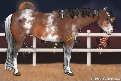 Horse Color:White Spotted Bay 