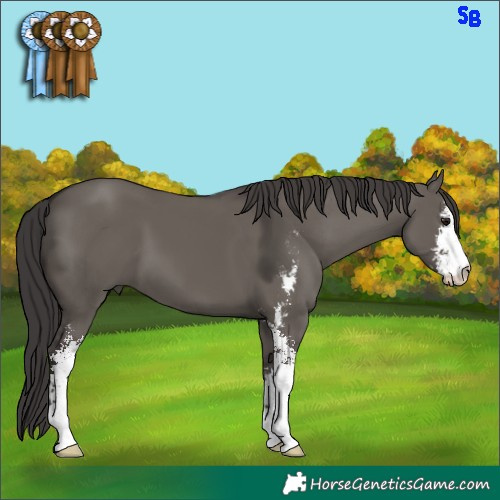 Horse Color:Smoky Grullo Sabino 
