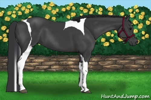 Horse Color:Black Tobiano 