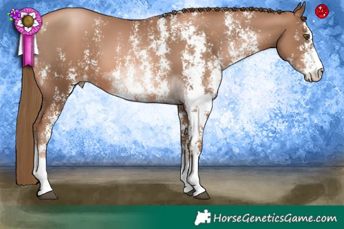 Horse Color:Liver Chestnut Pearl Sabino