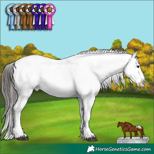 Horse Color:Liver Chestnut Appaloosa 