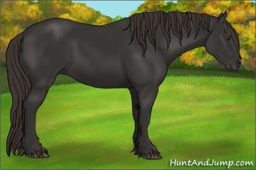 Horse Color:Liver Chestnut Frame 