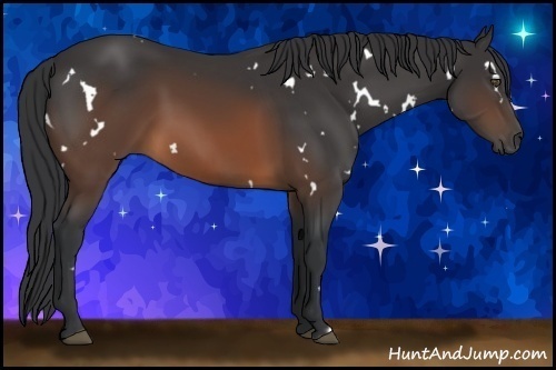 Horse Color:White Spotted Brown 