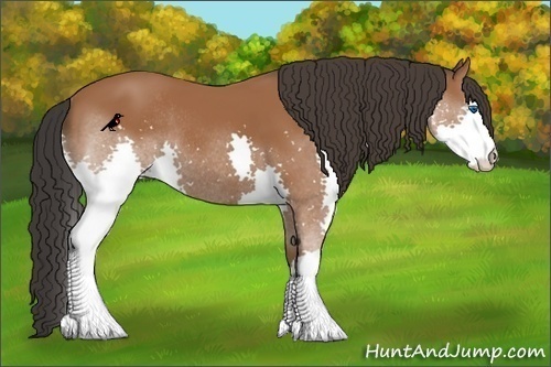 Horse Color:Bay Splash Rabicano 