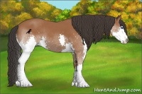 Horse Color:Bay Splash Rabicano