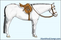 Horse Color:White Spotted Bay 