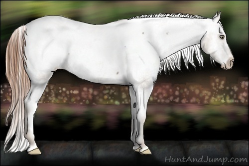 Horse Color:Classic Champagne Appaloosa 