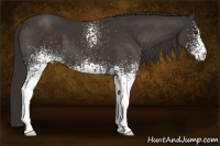 Horse Color:White Spotted Liver Chestnut 