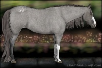 Horse Color:Grullo Roan Varnish