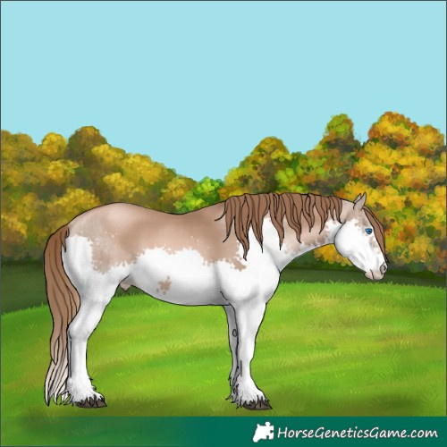 Horse Color:Liver Chestnut Pearl Splash 