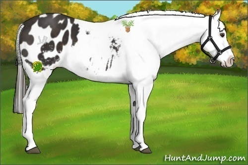 Horse Color:Liver Chestnut Appaloosa 