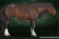 Horse Color:White Spotted Liver Chestnut Sabino