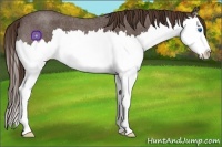 Horse Color:White Spotted Liver Red Roan Splash