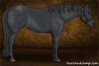 Horse Color:Black Frame 