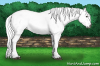 Horse Color:Gray White Spotted Smoky Black