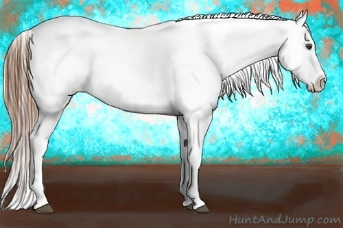 Horse Color:Red Dun Appaloosa 