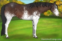 Horse Color:White Spotted Bay Rabicano