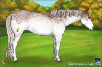 Horse Color:White Spotted Silver Bay Sabino