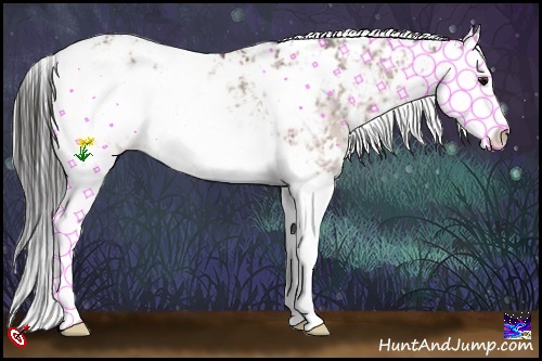 Horse Color:Buckskin Sabino Splash Rabicano 