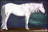 Horse Color:Buckskin Sabino Splash Rabicano 