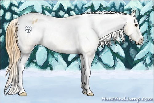 Horse Color:Buckskin Roan Dun Appaloosa 