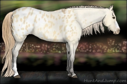 Horse Color:Buckskin Roan Dun Blanket