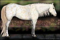 Horse Color:Buckskin Roan Dun Blanket