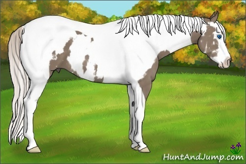 Horse Color:White Spotted Silver Grullo Splash Tobiano Frame