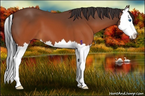 Horse Color:Brown Splash 