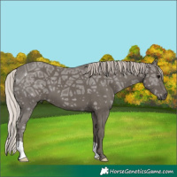 Horse Color:Silver Black Ice 
