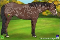 Horse Color:Bay Ice 