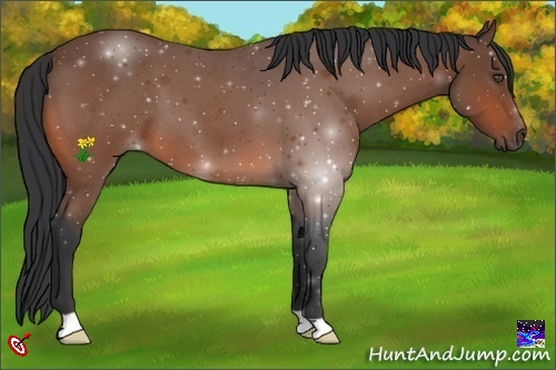 Horse Color:Bay Roan