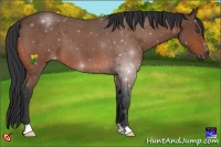 Horse Color:Bay Roan 