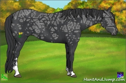 Horse Color:Black Ice Sabino