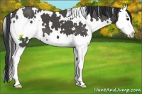 Horse Color:White Spotted Black Splash 
