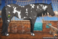Horse Color:White Spotted Black 