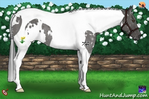 Horse Color:White Spotted Black Tobiano 