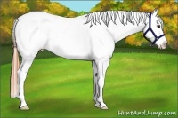 Horse Color:Buckskin Roan Dun Appaloosa