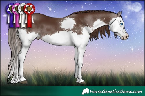 Horse Color:Liver Chestnut Splash 