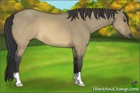 Horse Color:Unknown 
