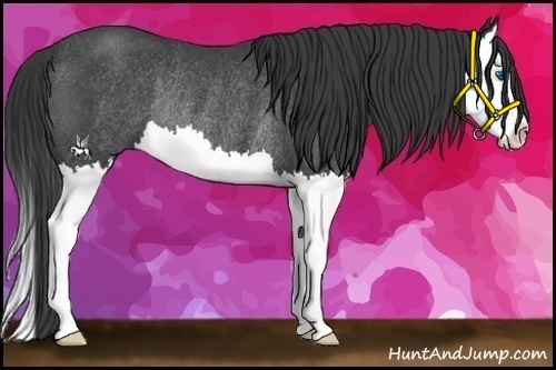 Horse Color:Blue Roan Splash Rabicano 