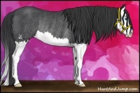 Horse Color:Blue Roan Splash Rabicano