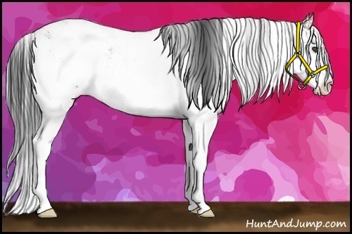 Horse Color:Bay Sabino Rabicano 