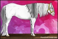 Horse Color:Bay Sabino Rabicano 