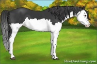 Horse Color:Black Splash
