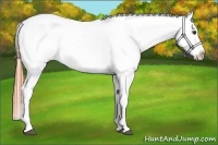 Horse Color:Buckskin Roan Dun Near Leopard 