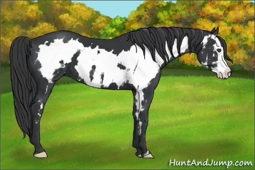 Horse Color:White Spotted Black Splash Frame 